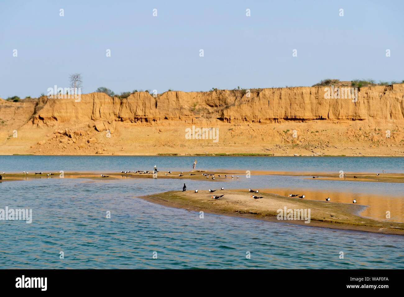 Long Shot de Chambal et oiseaux, Rajasthan, Inde Banque D'Images