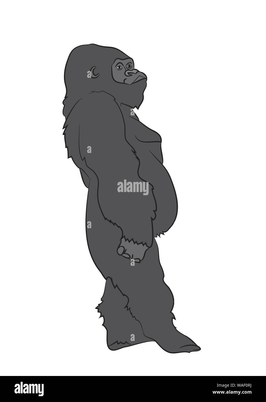 Vector illustration d'un gorille, dessin couleur, vecteur, fond blanc Illustration de Vecteur