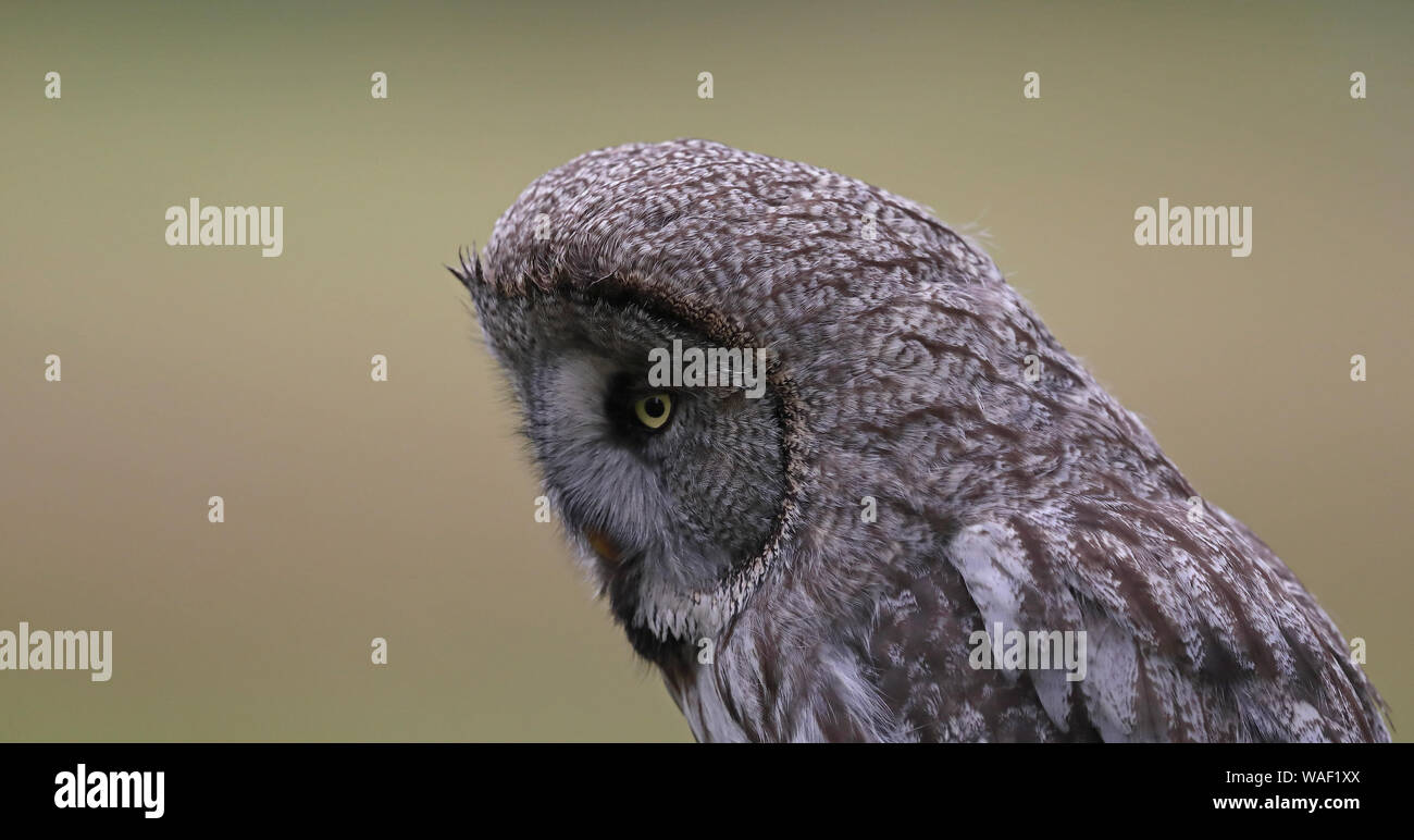 Grand hibou gris, profil de tête hibou, macro Banque D'Images