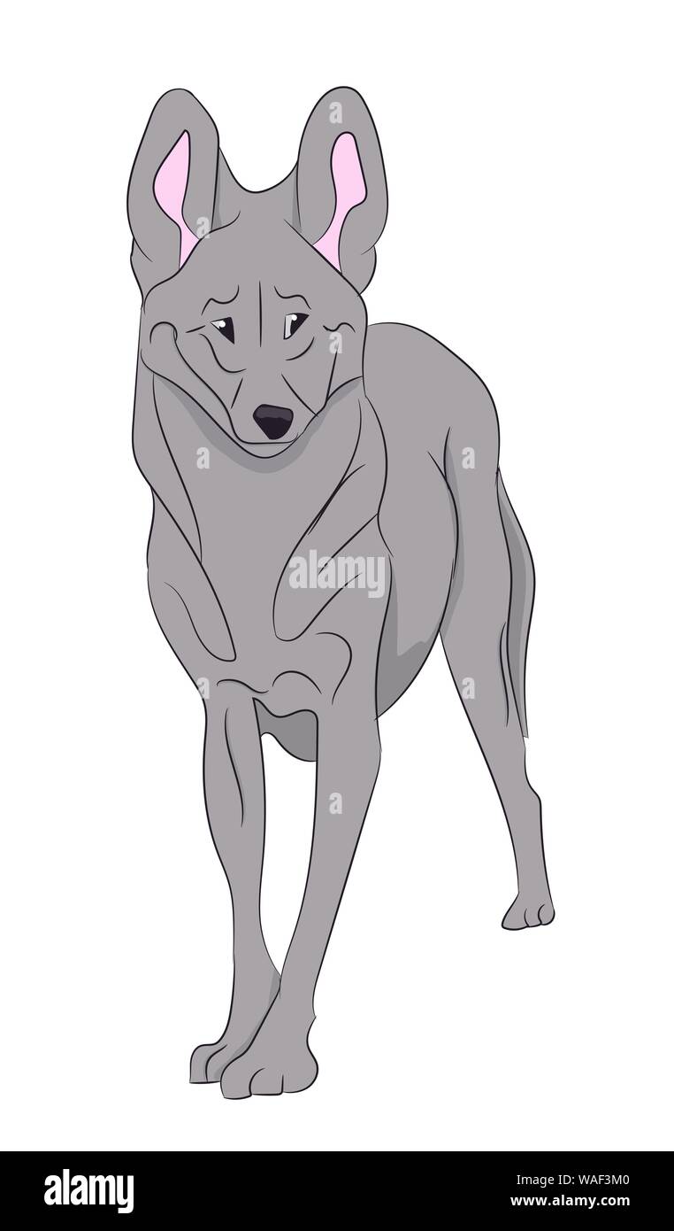 Vector illustration loup, fond blanc Illustration de Vecteur