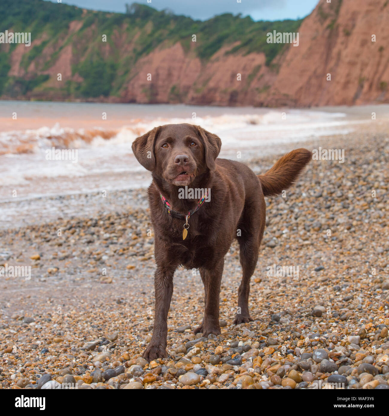 Chien labrador retriever chocolat Banque D'Images