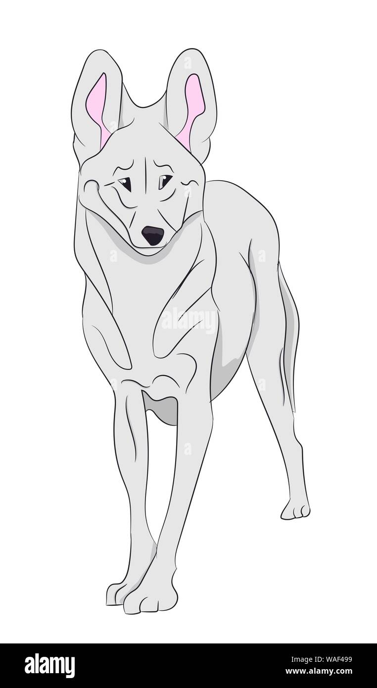 Vector illustration loup, fond blanc Illustration de Vecteur