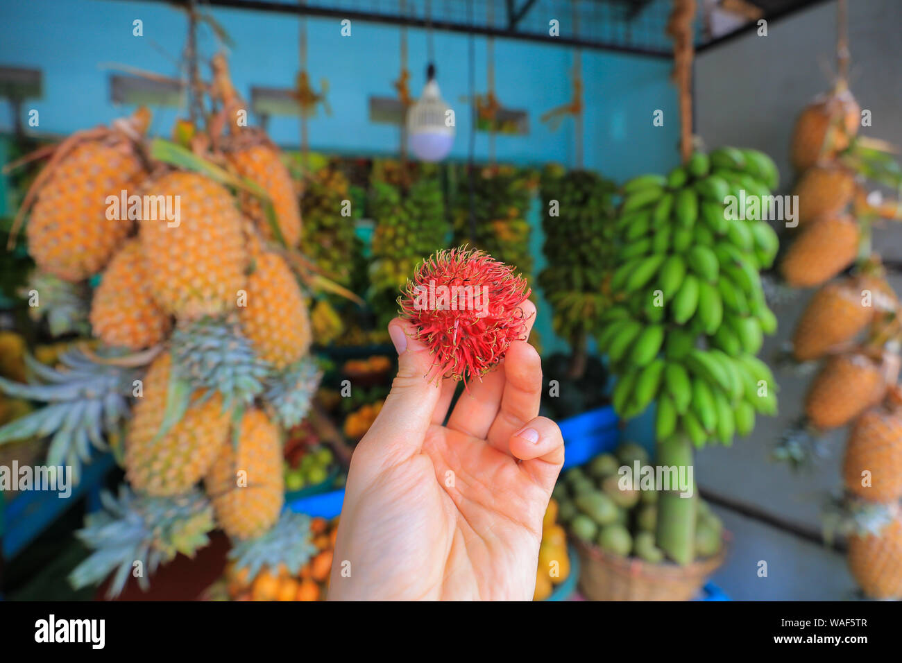 Rambutan fruit frais dans la main close up Banque D'Images