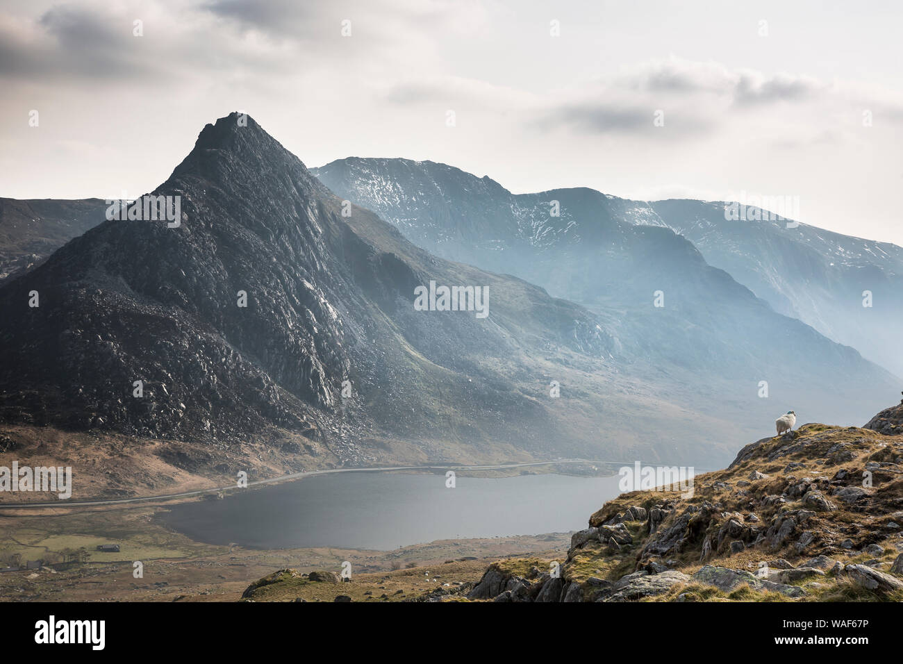 Vue panoramique : Mont peak (Glyderau Tryfan gamme) & Llyn Ogwen, Snowdonia, le Nord du Pays de Galles en fin d'après midi les brouillards. Moutons gallois solitaire isolé sur la colline. Banque D'Images