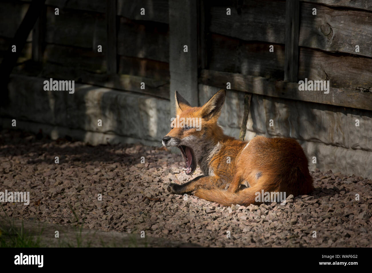 Vue latérale détaillée gros plan sur le renard rouge féminin britannique sauvage et urbain (Vulpes vulpes) isolé à l'extérieur dans le jardin britannique en été, allongé en bâillette. La bouche du renard. Banque D'Images