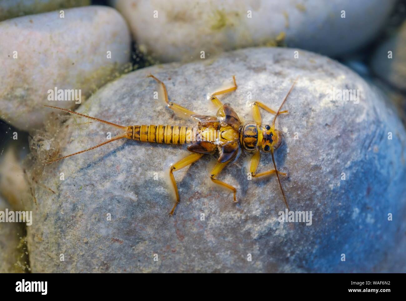 Une larve de plécoptère (Plecoptera) sur pierre dans l'eau peu profonde, l'Isar, Bavière, Allemagne Banque D'Images