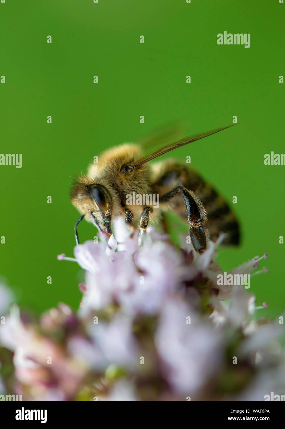 Abeille à miel (Apis mellifera) sur fleur mauve sauvage, la marjolaine (Origanum vulgare), close-up, Allemagne Banque D'Images