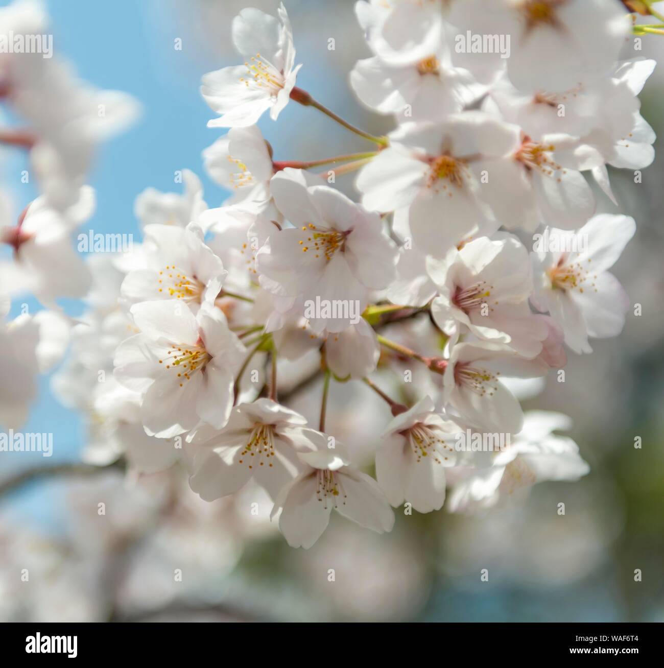 La floraison des cerisiers au printemps, Japanese cherry blossom, Kyoto, Japon Banque D'Images