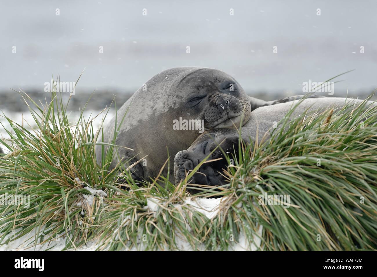 Deux éléphants de mer du sud (Mirounga leonina), les jeunes animaux dormir dans l'herbe, des dunes de neige entre Grytviken, Géorgie du Sud, Géorgie du Sud et les Banque D'Images