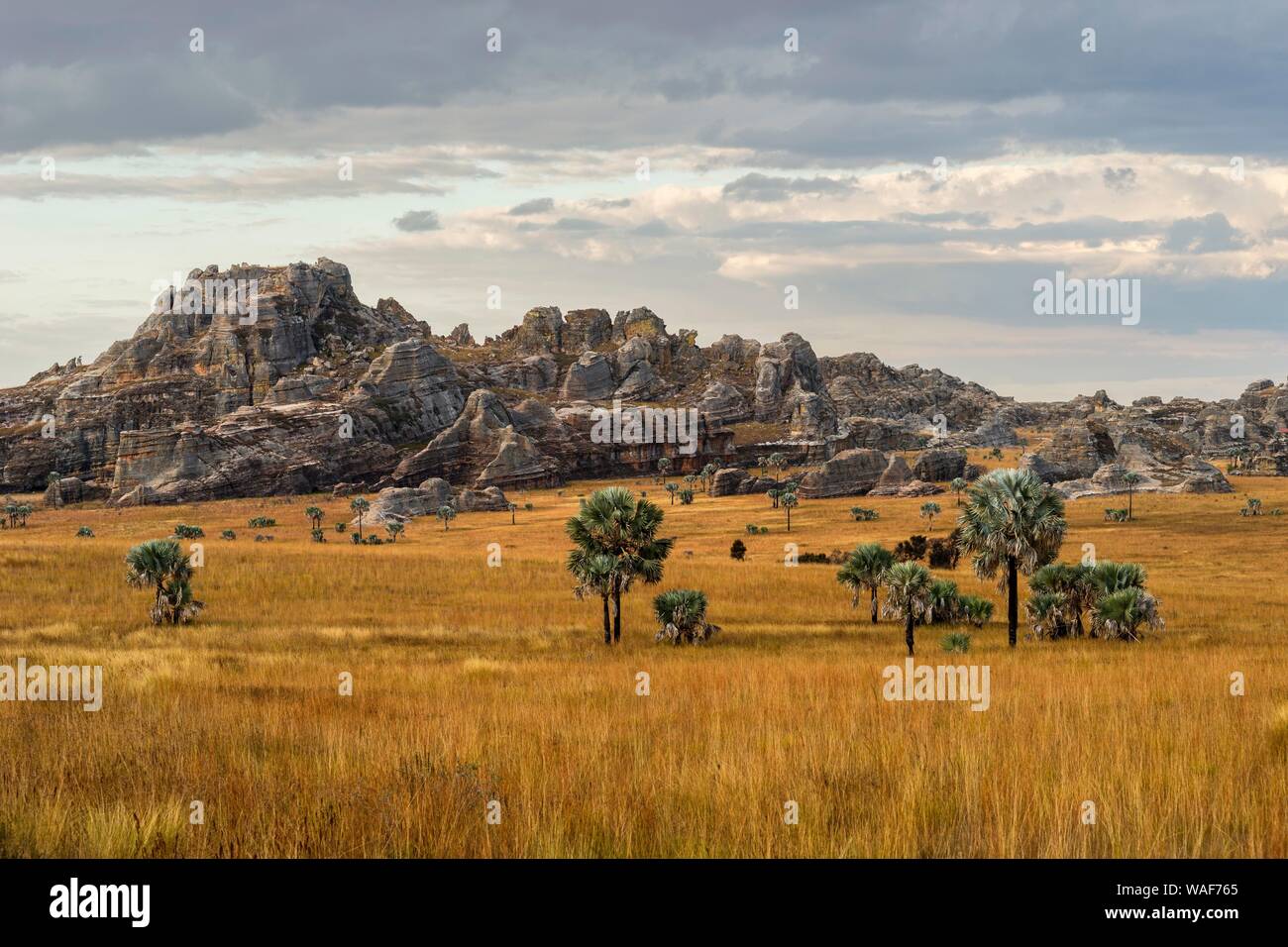 Paysage de rochers et de Bismarck Bismarckia nobilis (palmiers), Parc National d'Isalo, Madagascar Banque D'Images