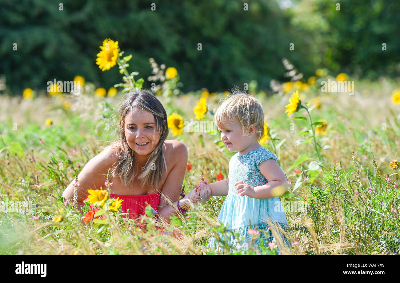 Brighton UK 20 Août 2019 - Deux ans Isabelle bénéficie d'une promenade dans un champ de tournesols avec sa mère Harriet à Woodingdean près de Brighton, sur une belle journée ensoleillée . Temps chaud, est prévue pour plus tard dans la semaine, tout au long de la Grande-Bretagne en particulier sur le week-end férié. Crédit photo : Simon Dack / Alamy Live News Banque D'Images