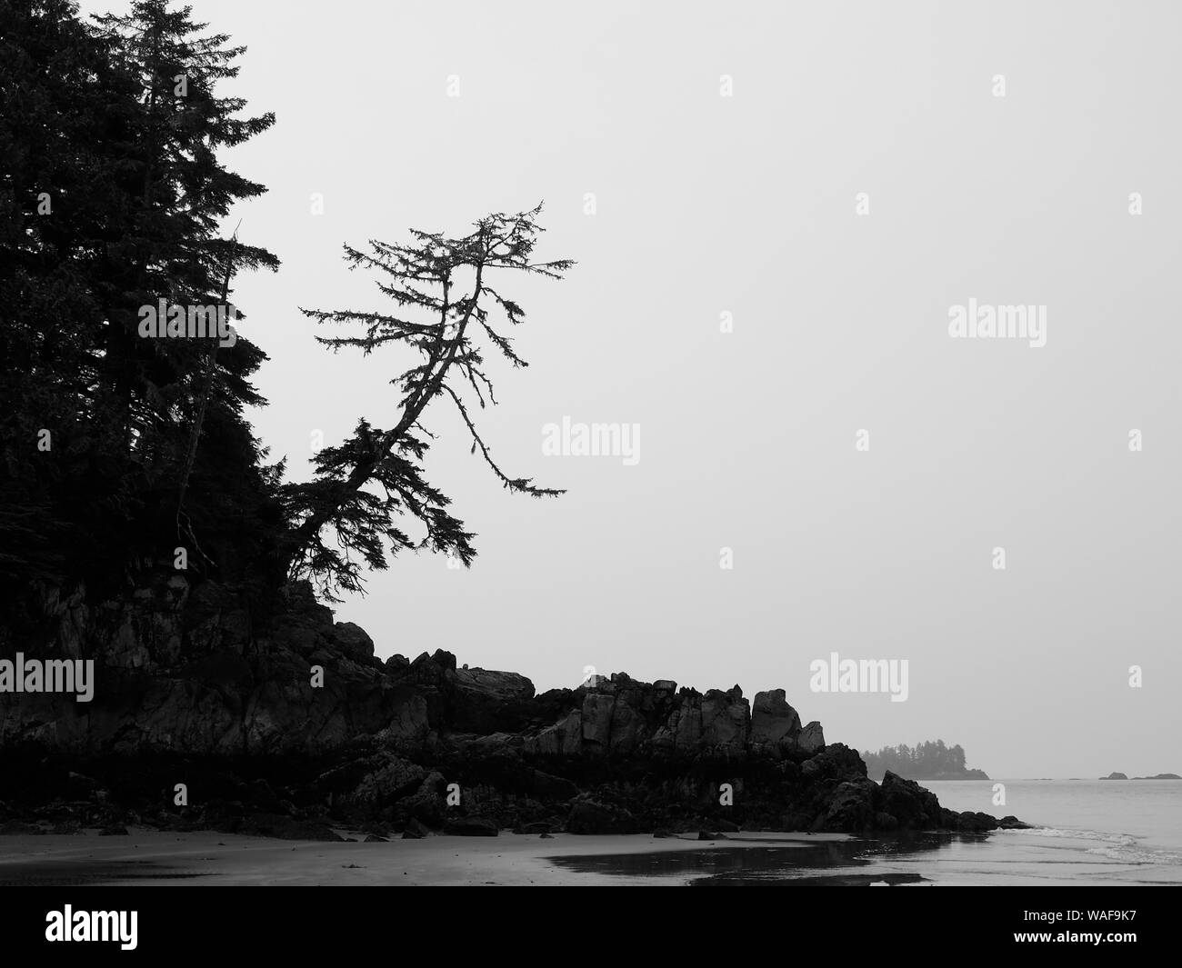 Lone Tree sur berges rocheuses. Photographie en noir et blanc. Tofino, Vancouver Island, British Columbia, Canada Banque D'Images