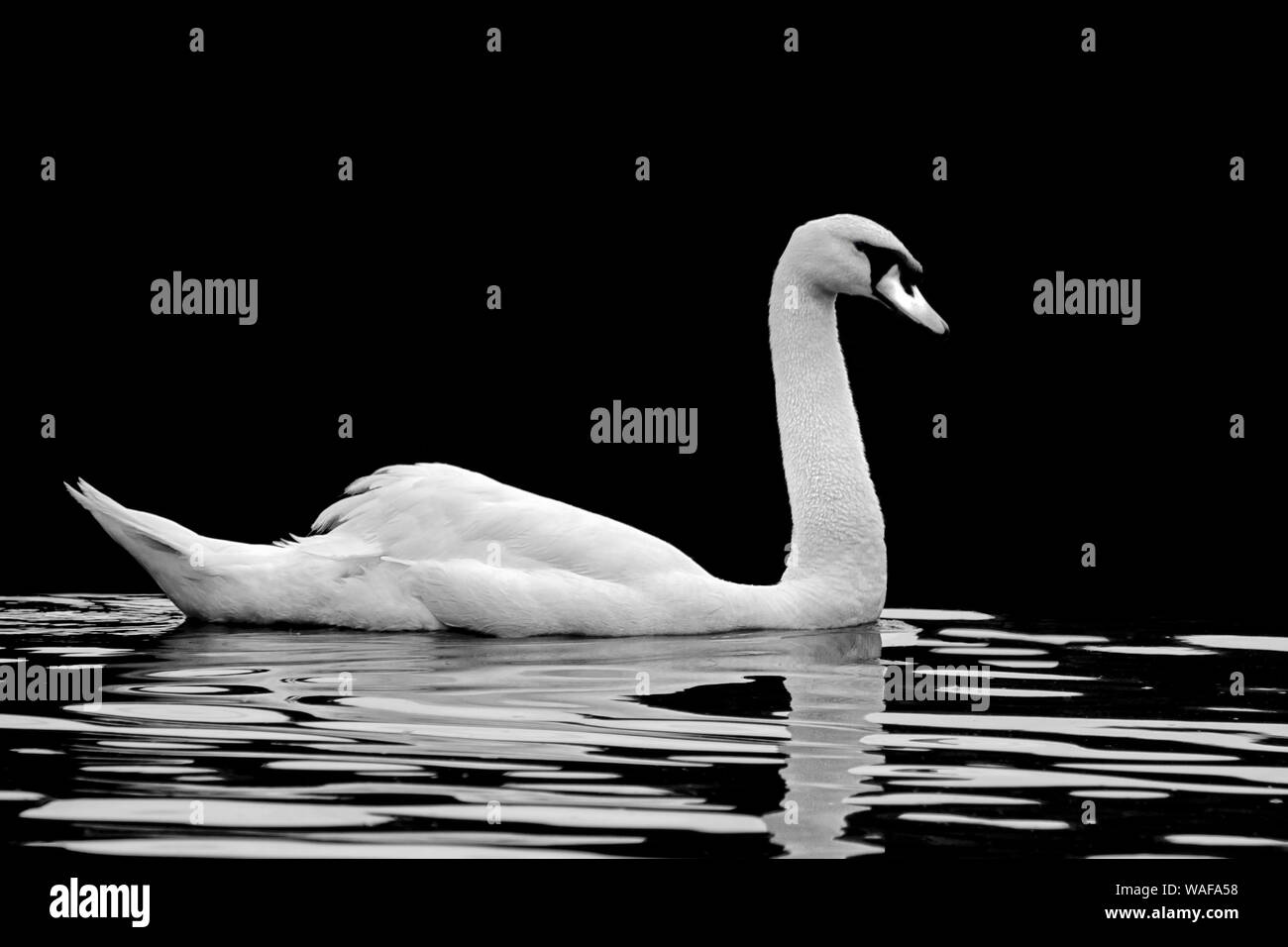 Swan en noir et blanc Banque D'Images