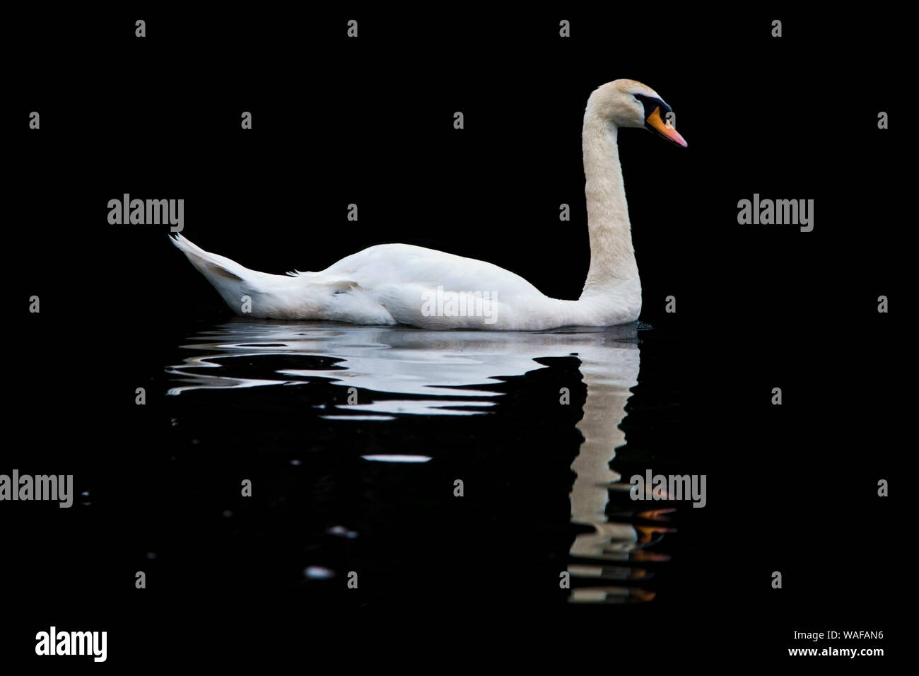 Swan en couleur Banque D'Images