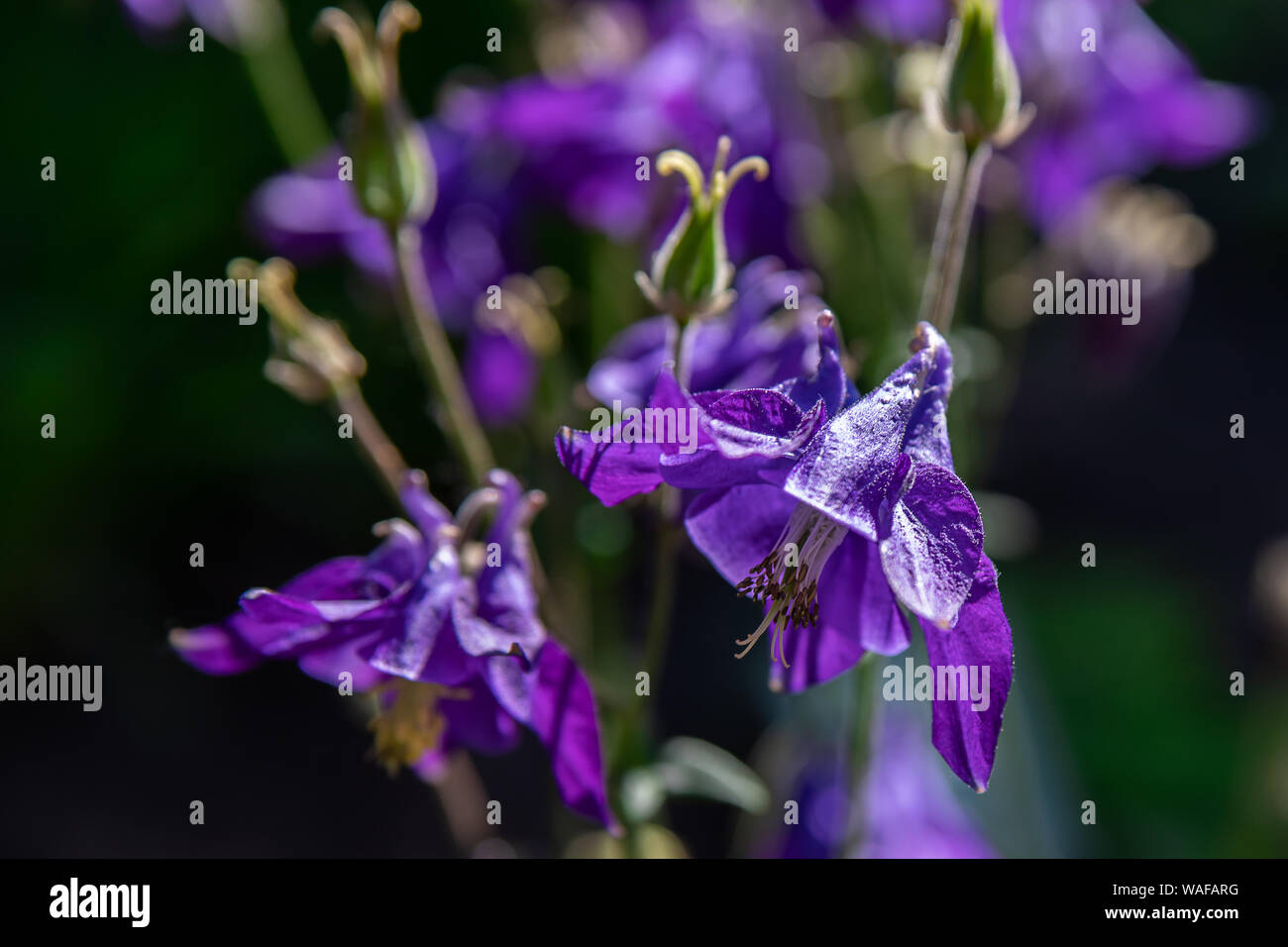 Aquilegia violet dans jardin de printemps. Fleurs bleu de aquilegia en fond naturel. L'épanouissement d'une ancolie Aquilegia Lilas close up. Ranunculaceae Banque D'Images