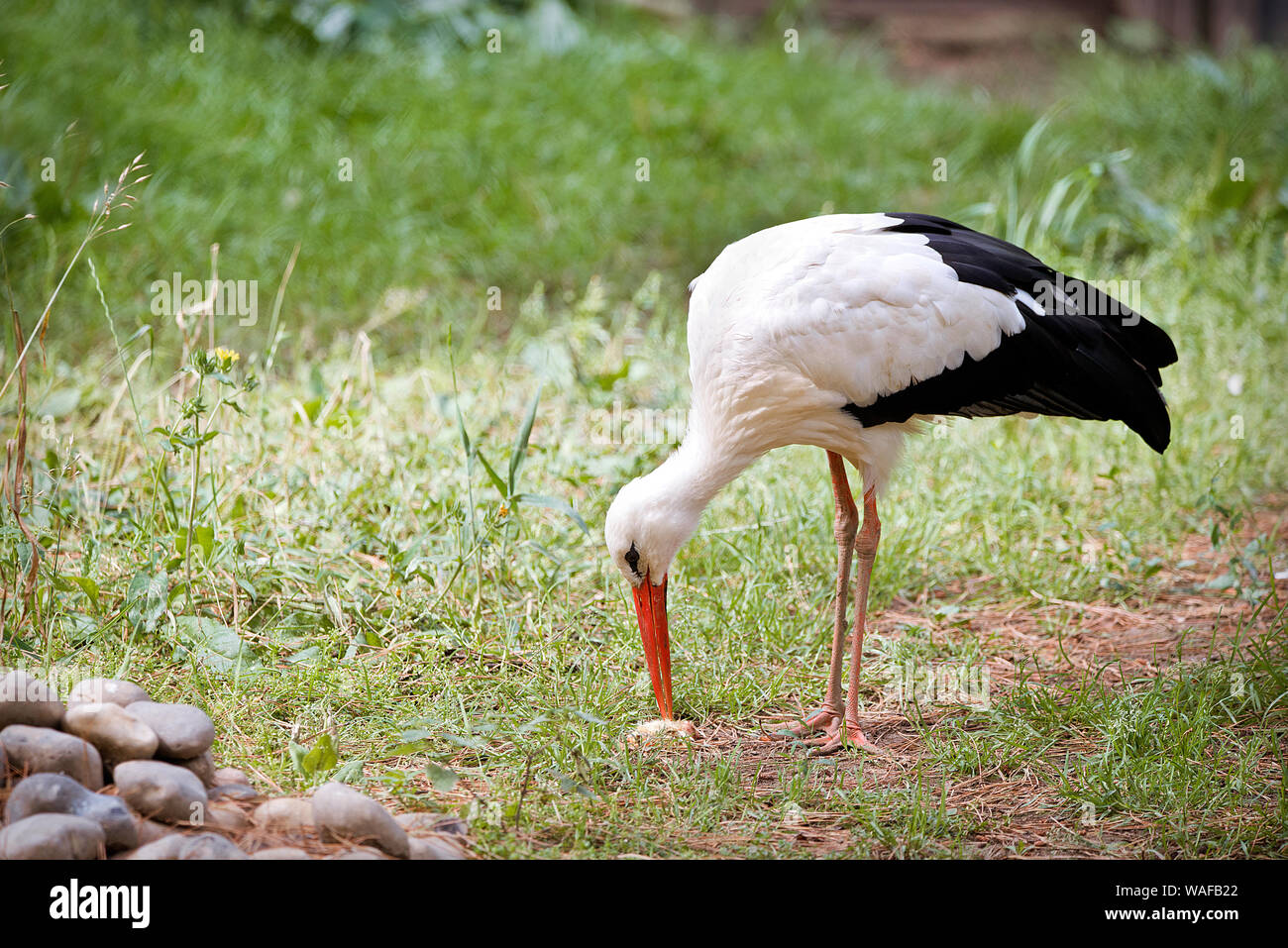 Nourriture Cigogne Blanche Banque D'Images