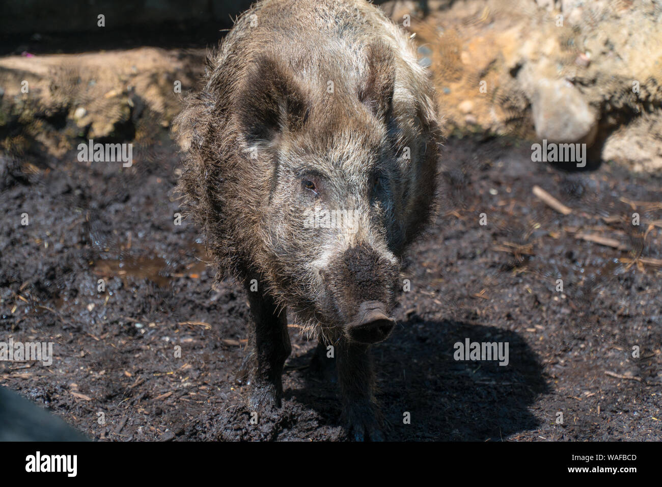 Avis de porcs sauvages à pied de cochon dans la boue à l'extérieur pendant la belle journée. Visite du zoo d'attraction pour les touristes et les familles Banque D'Images