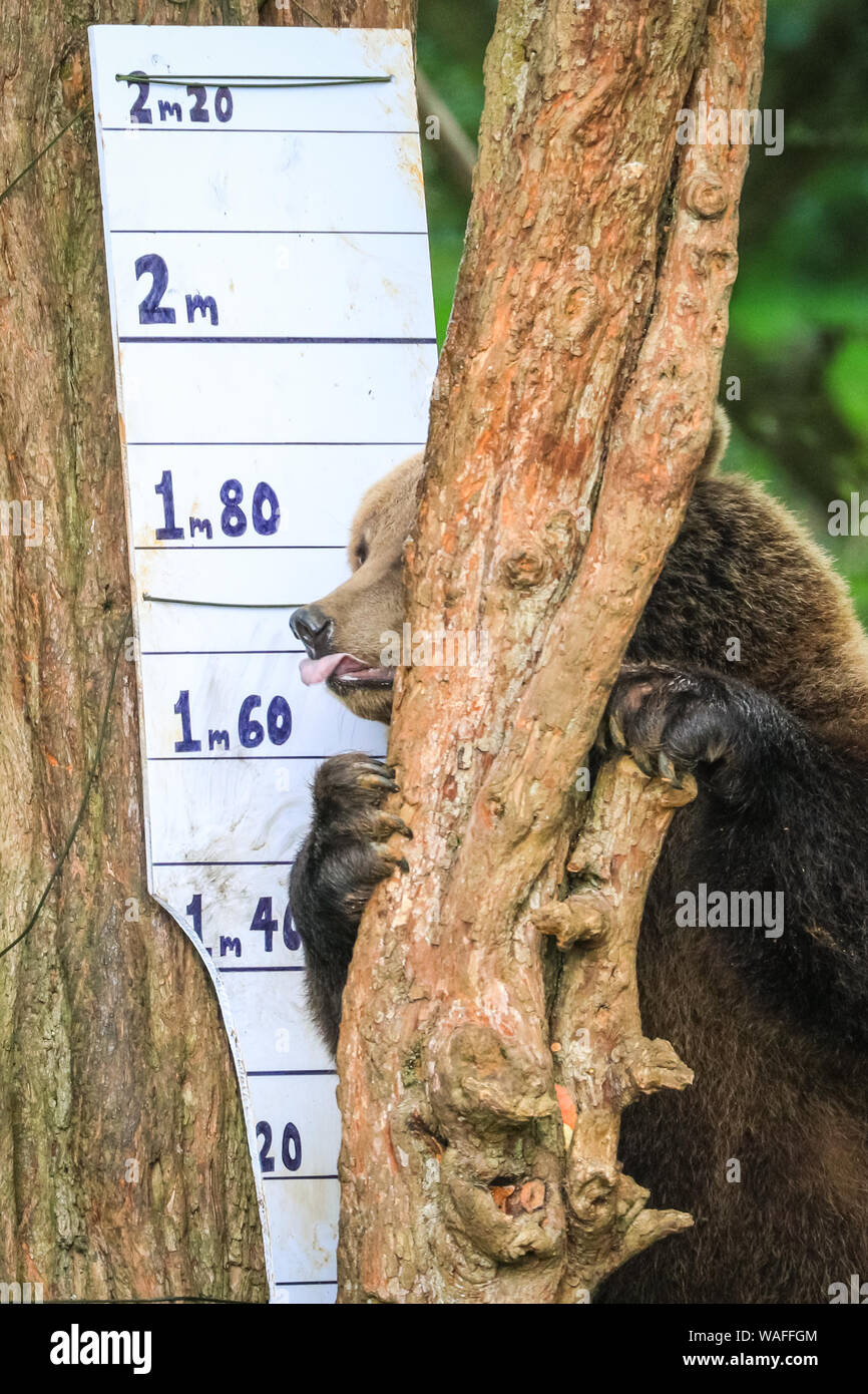 ZSL zoo de Whipsnade, Bedfordshire, Royaume-Uni, le 20 août 2019. Cinderella inspecte la toise. Le groupe de résidents de l'ours brun (Ursus arctos arctos), Blanche Neige, Cendrillon et La Belle au bois dormant, vous mesurer contre un géant toise, et, fidèles à leur nature espiègle, réussi à renverser plus de. Chaque année, les détenteurs sur ZSL zoo de Whipsnade coax des milliers d'animaux de monter sur la balance pour pesée annuelle et d'enregistrer leurs statistiques de l'état comme un moyen de contrôle de la santé et le bien-être des 3 500 animaux au zoo plus important du Royaume-Uni. Credit : Imageplotter/Alamy Live News Banque D'Images