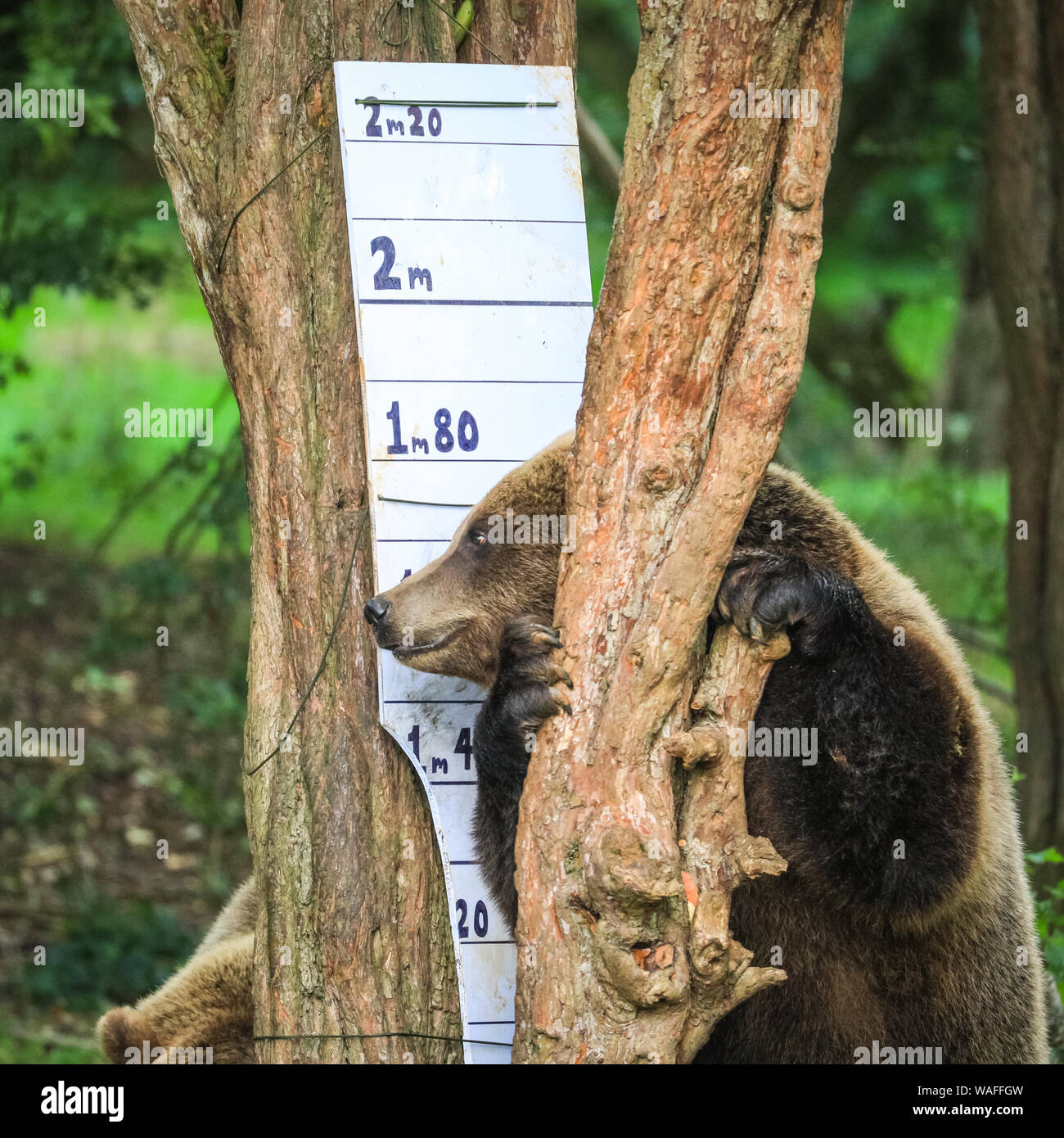 ZSL zoo de Whipsnade, Bedfordshire, Royaume-Uni, le 20 août 2019. Cinderella inspecte la toise. Le groupe de résidents de l'ours brun (Ursus arctos arctos), Blanche Neige, Cendrillon et La Belle au bois dormant, vous mesurer contre un géant toise, et, fidèles à leur nature espiègle, réussi à renverser plus de. Chaque année, les détenteurs sur ZSL zoo de Whipsnade coax des milliers d'animaux de monter sur la balance pour pesée annuelle et d'enregistrer leurs statistiques de l'état comme un moyen de contrôle de la santé et le bien-être des 3 500 animaux au zoo plus important du Royaume-Uni. Credit : Imageplotter/Alamy Live News Banque D'Images