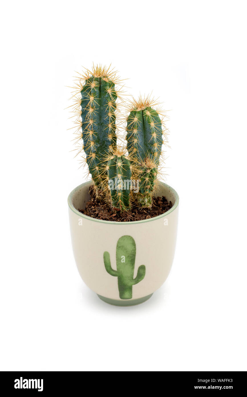Cactus dans un pot isolé sur fond blanc Banque D'Images