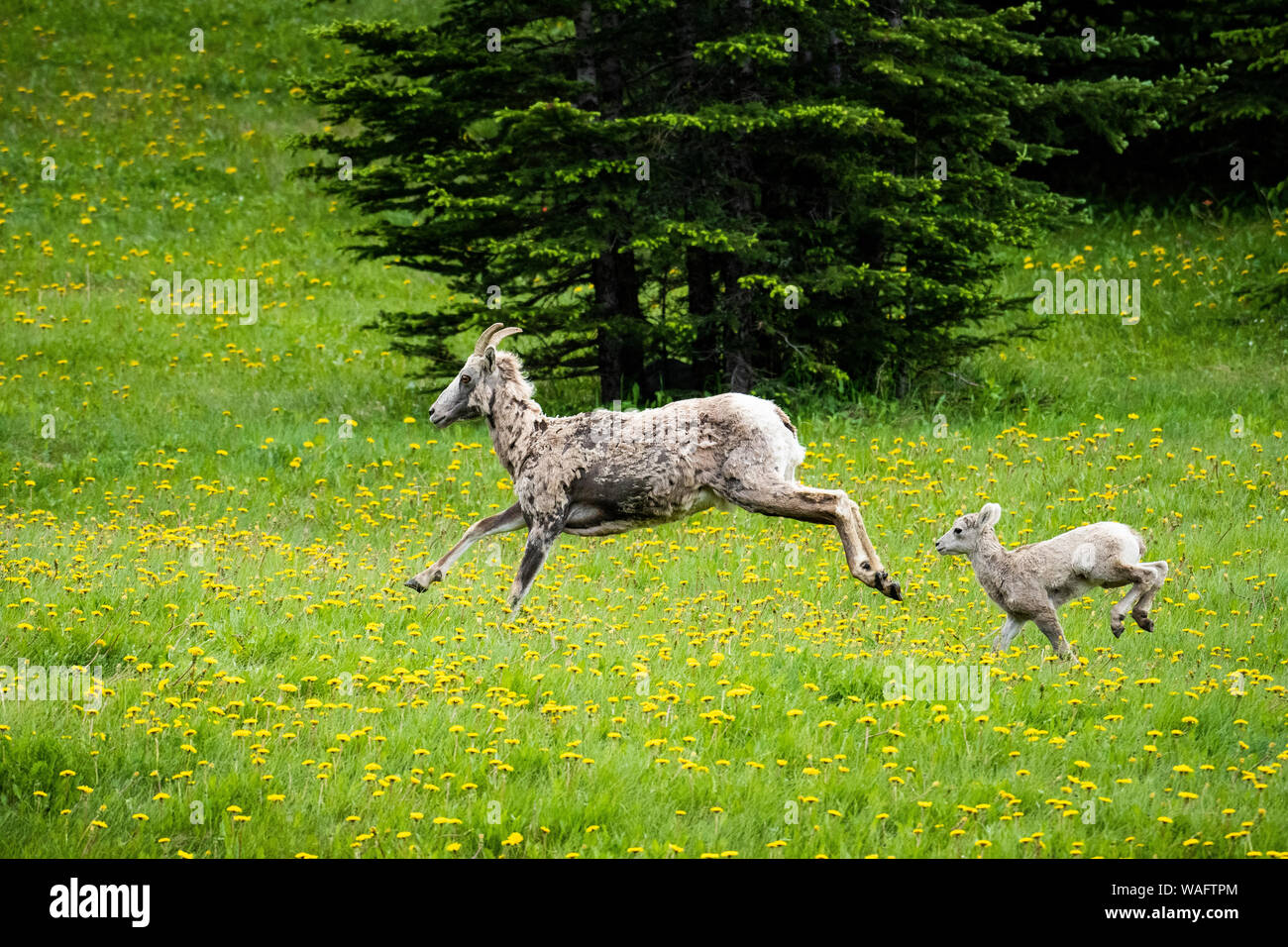 Bighorn (Ovis canadensis) dans l'herbe à côté de la route, dans les Rocheuses canadiennes, le parc national Banff, Alberta, Canada Banque D'Images