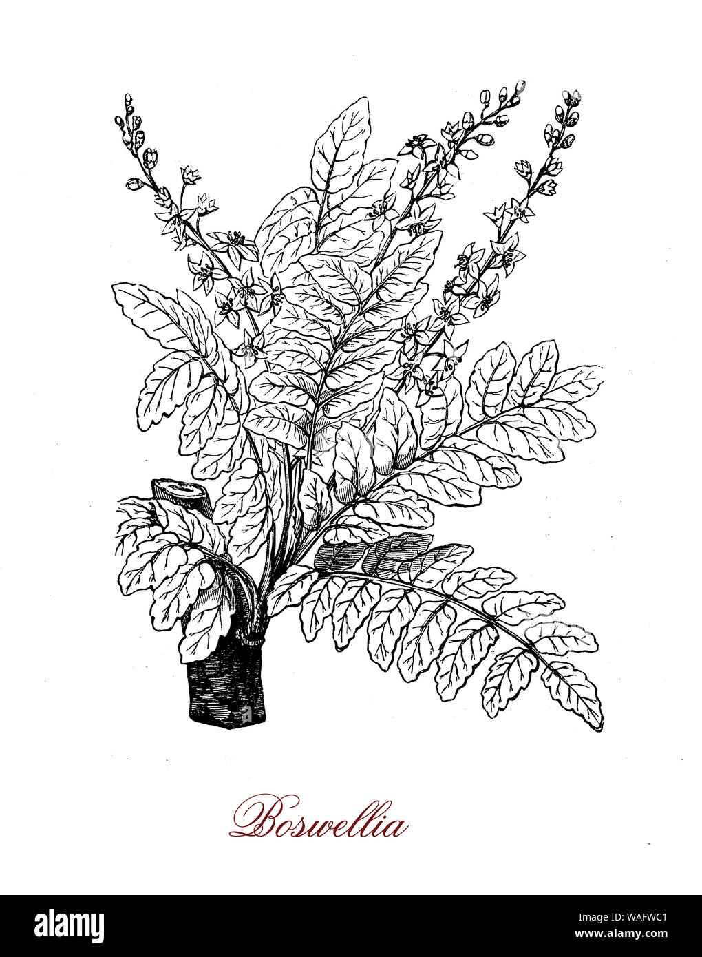 Boswellia arbre tropical originaire d'Asie et d'Afrique connu pour la résine odorante utilisée dans les parfums et d'encens. Banque D'Images