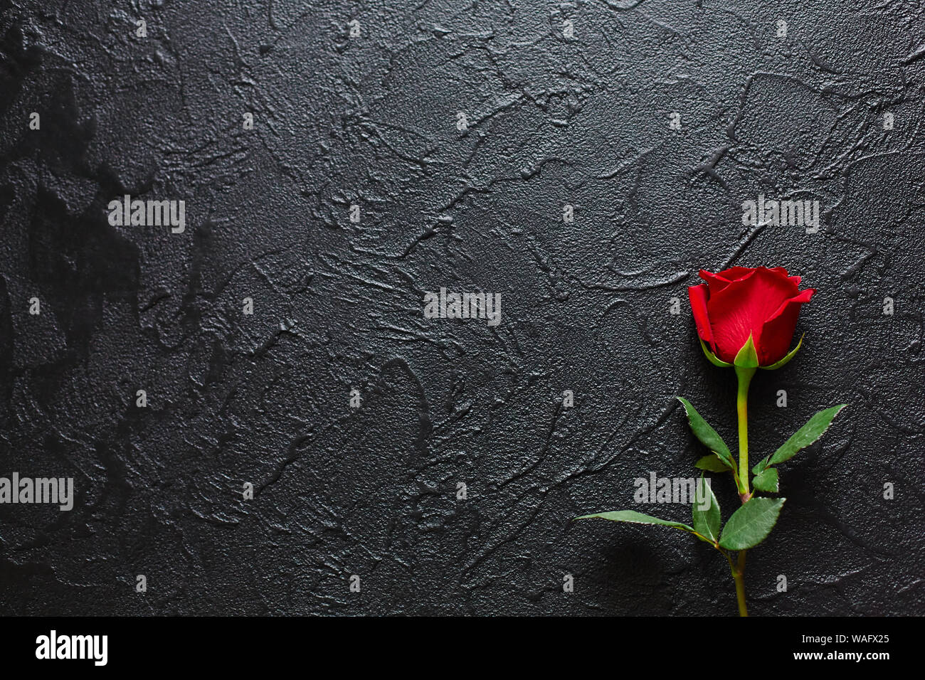 Rose Rouge Sur Un Fond Noir Pierre Une Carte De Condoleances L Espace Vide Emotionnel Pour Des Citations Ou Des Proverbes La Vue D En Haut Photo Stock Alamy