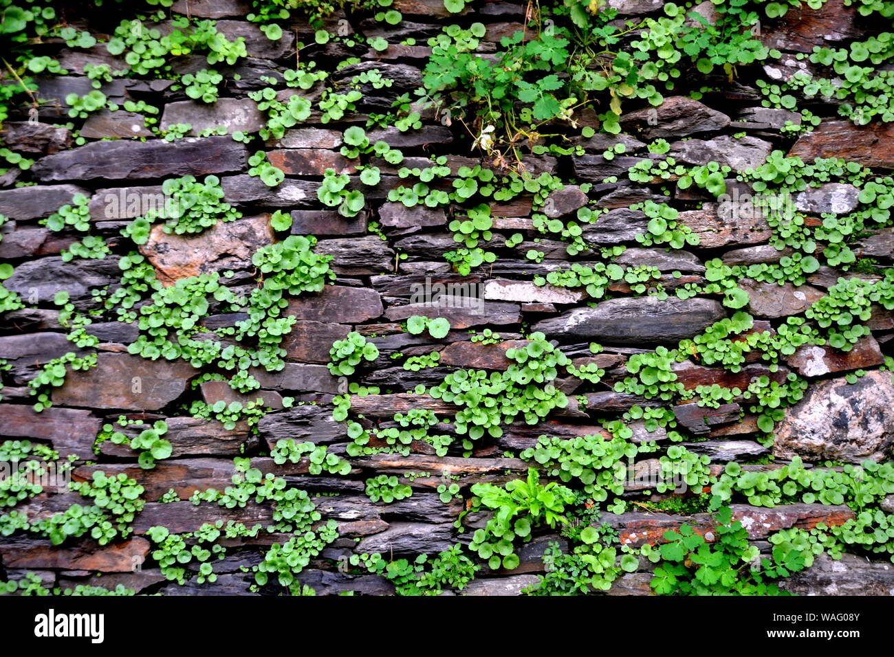Close-up vue détaillée d'un vieux mur en pierre traditionnel construit à partir de schiste Piodão, faite de roches de schiste, pile l'un des villages de schiste du Portugal dans le Banque D'Images