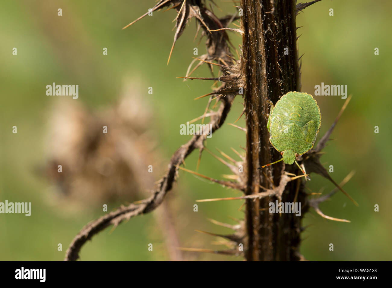 Un bug de Green Shield, Palomena prasina, sur le bord d'une prairie sur une journée ensoleillée en août. Nord du Dorset England UK GO Banque D'Images