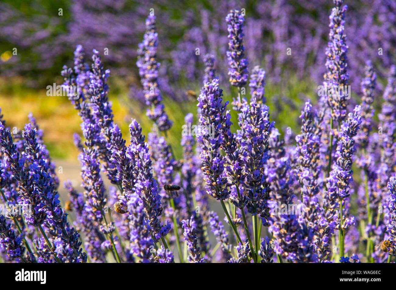 Fleurs de Lavande Banque D'Images
