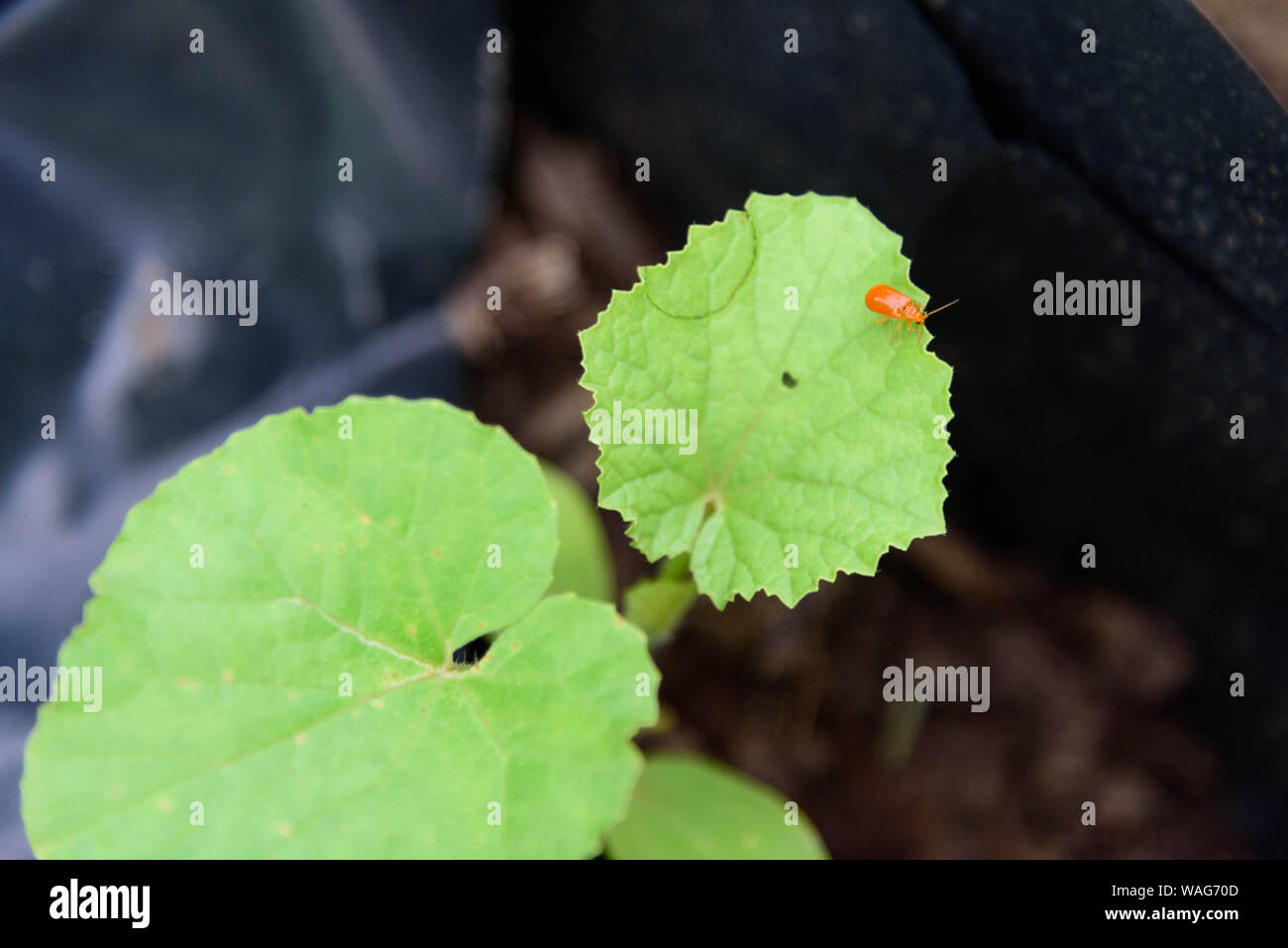 Citrouille beentle Cucurbitènes Leaf Beetle sur feuille verte Banque D'Images