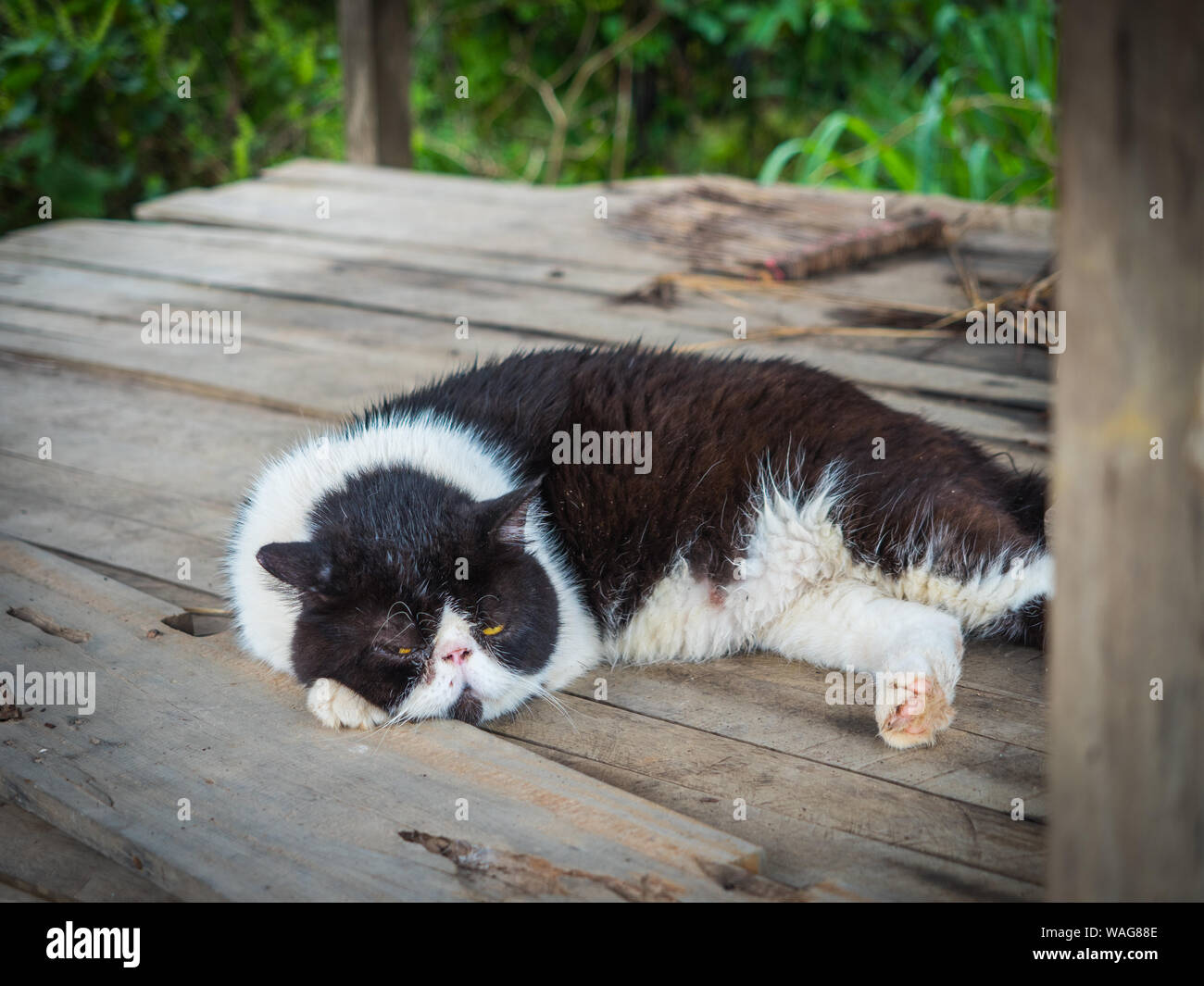 Un chat paresseux dort sur le tableau Banque D'Images