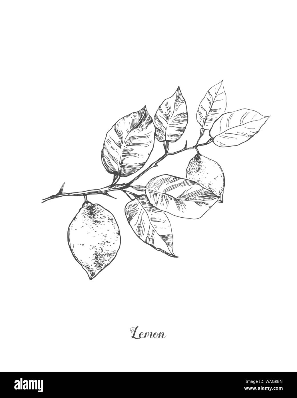 Hand drawn vintage usine de citron. Éléments pour la conception graphique du menu bars, restaurants, invitations, annonces. Ensemble et couper le fruit le citron Illustration de Vecteur