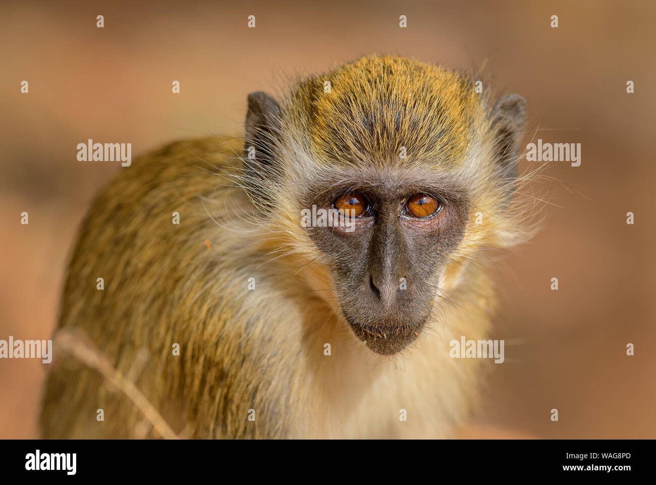 - Singe vert Chlorocebus aethiops, beau singe populaires de l'Afrique de l'ouest de buissons et de forêts, le Sénégal. Banque D'Images