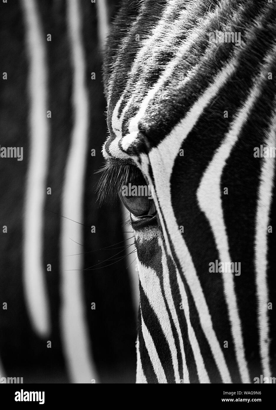 Zèbres (Equus) vraiment belle.des modèles dans la nature sont incroyables et les dessins en noir et blanc rayé de zèbres sont juste délicieux.Graphique & abstract. Banque D'Images