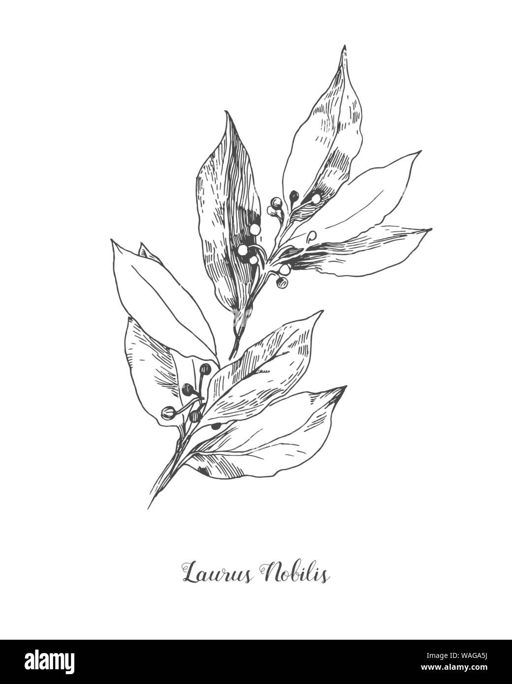 Vector illustration botanique des Leafs Laurus nobilis. Élément d'illustration isolé. Gravée en noir et blanc L'art de l'encre pour la direction du vecteur Illustration de Vecteur