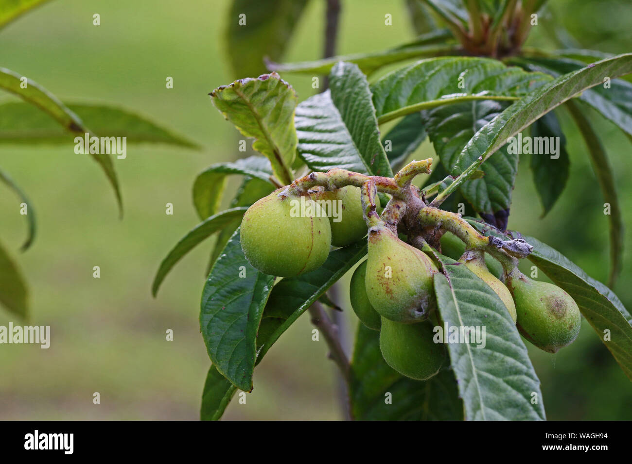 Noix verte Amérique Juglans regia famille juglandacées le mûrissement sur un arbre en été en Italie souvent utilisé pour faire une boisson appelée nocino Banque D'Images