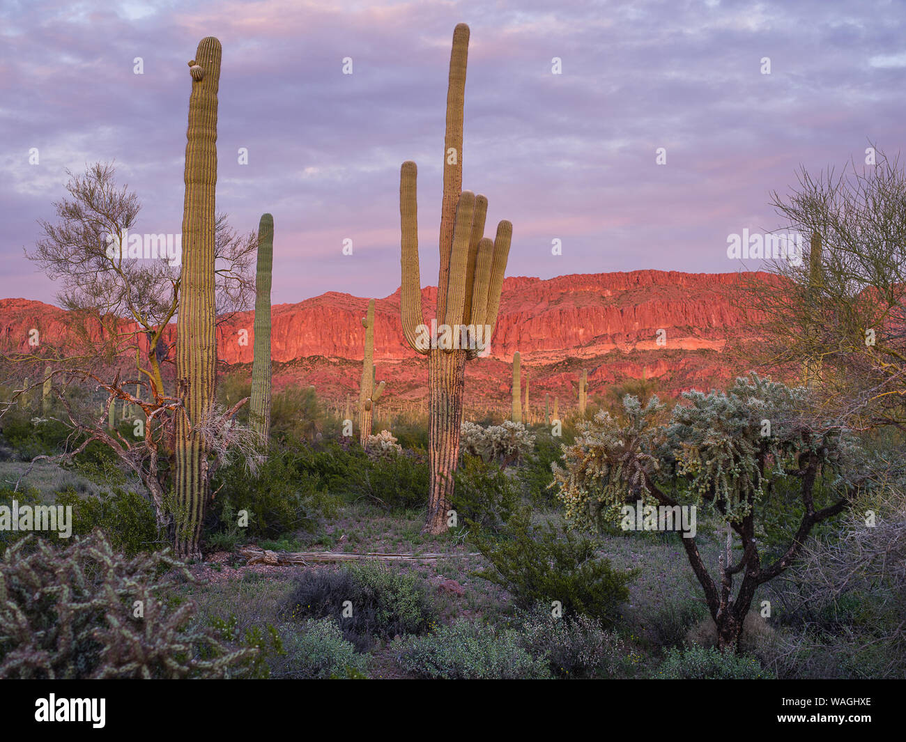 Près de sunset en désert de l'Arizona. Formation de roche rouge énorme en arrière-plan, un grand nombre de cactus en premier plan. Éclairé par le soleil bas Banque D'Images