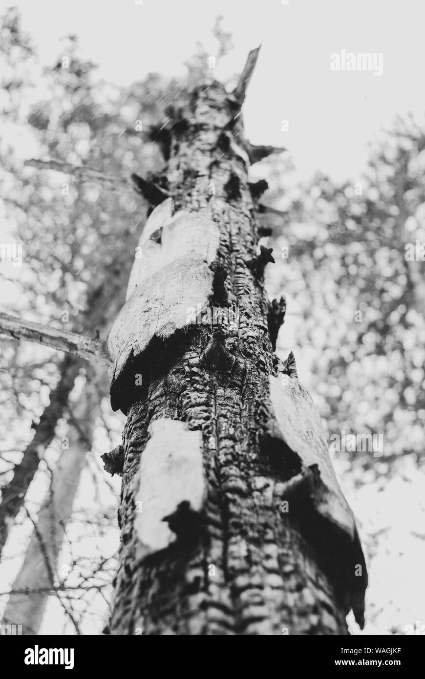 Tronc d'arbre carbonisé brûlé par la foudre, vue de bas en haut, monochrome Banque D'Images