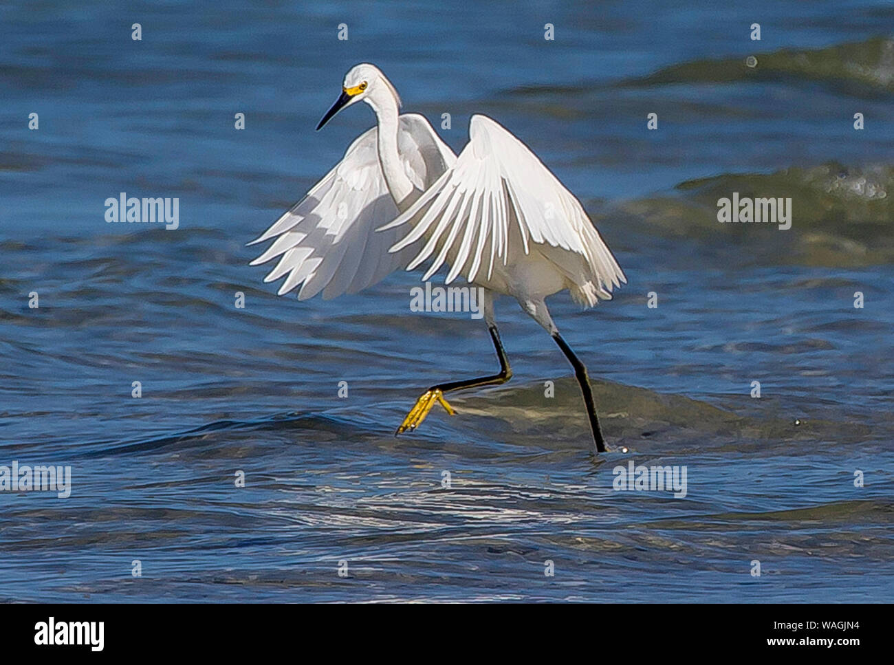 Marcher sur l'eau Banque D'Images