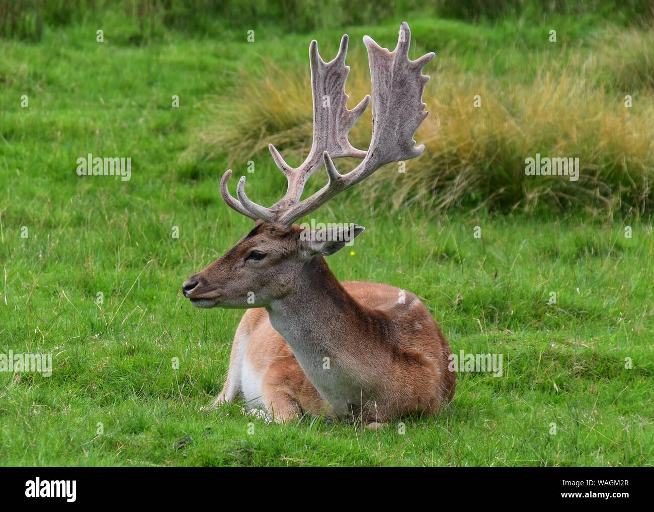 Le daim Buck dans le parc des cerfs à Dunham Massey. Banque D'Images
