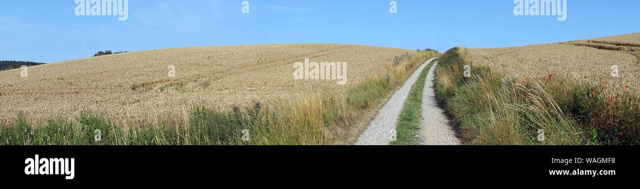 Panorama du champ de blé et road Banque D'Images