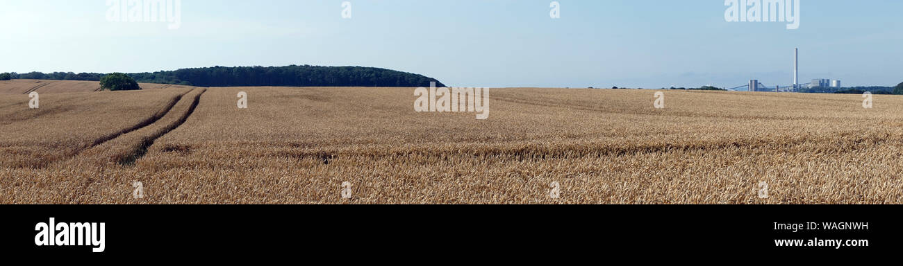 Panorama du champ de blé au Danemark Banque D'Images