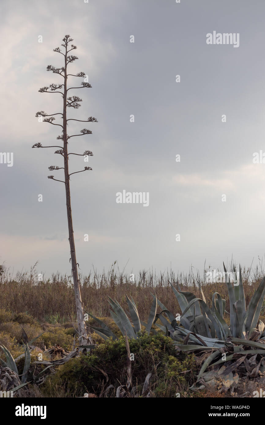 Fleurs sèches d'un agave americana cactus Banque D'Images