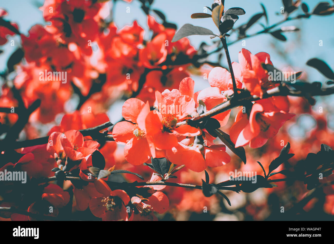 Close-up of pink flower tree blossom Banque D'Images