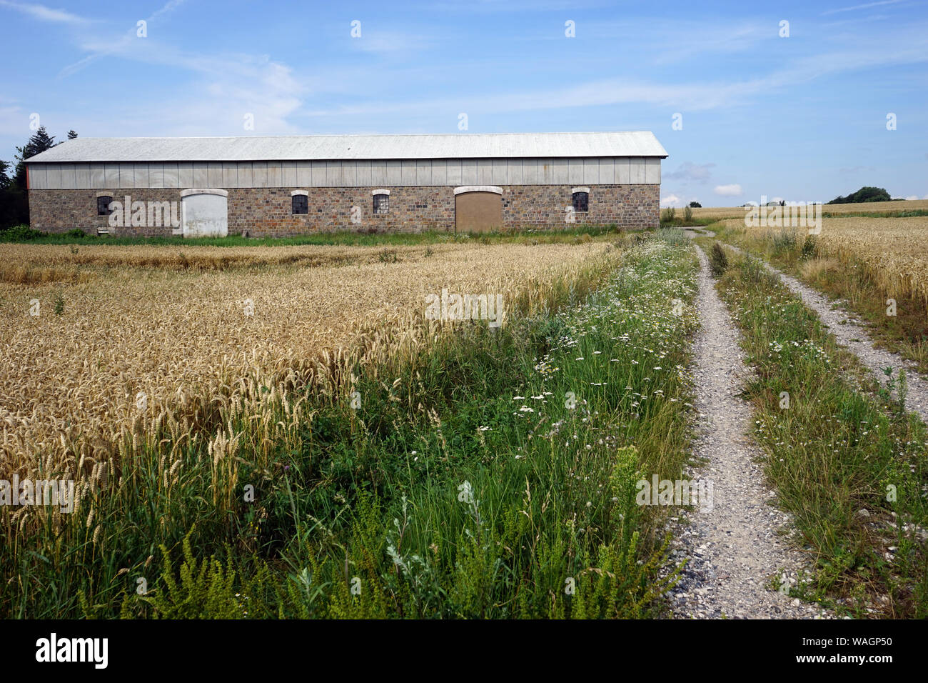 Grange et champ de blé au Danemark Banque D'Images