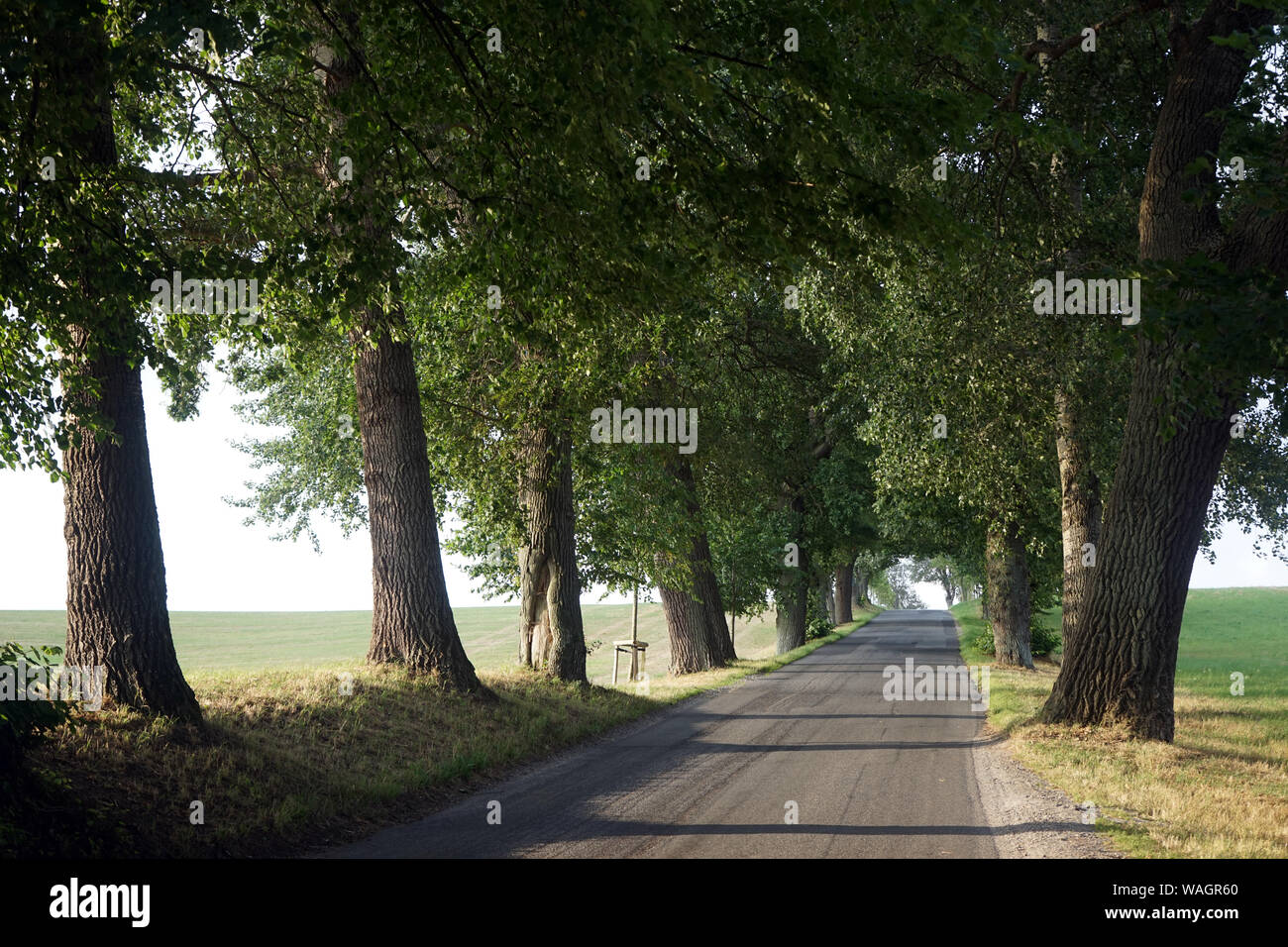 Route avec arbre en Danemark Banque D'Images