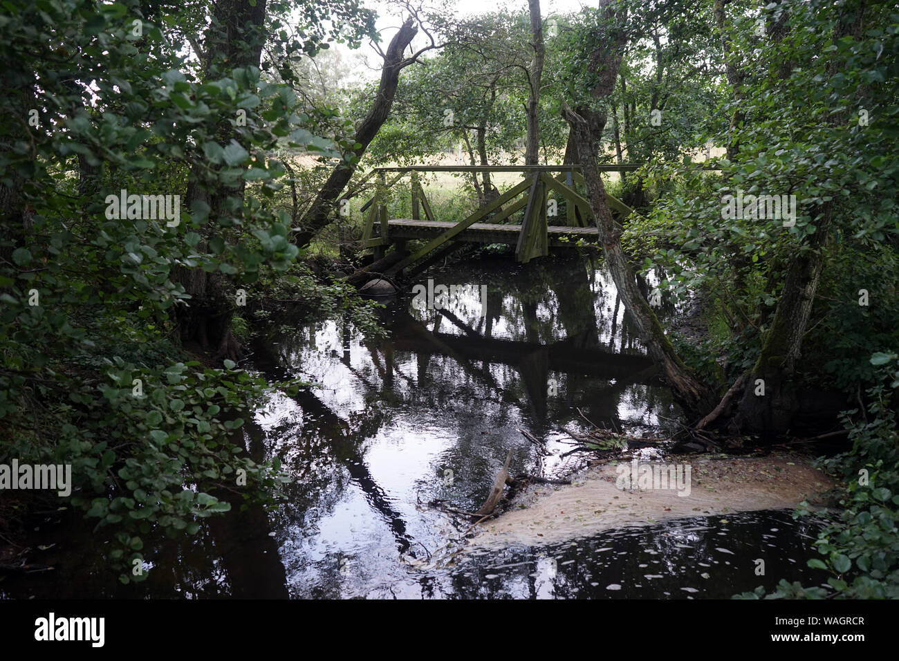 Rivière et pont de bois en forêt au Danemark Banque D'Images