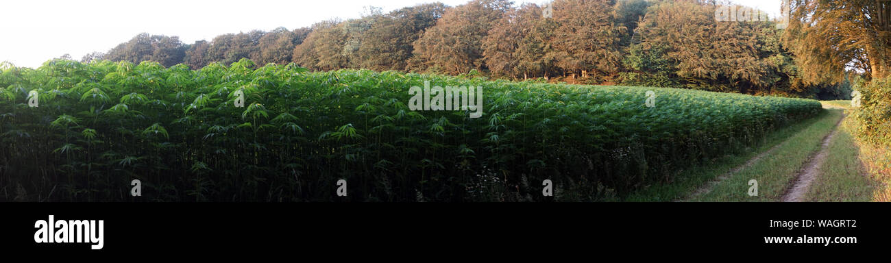 Panorama de la marijuana champ et forêt au Danemark Banque D'Images