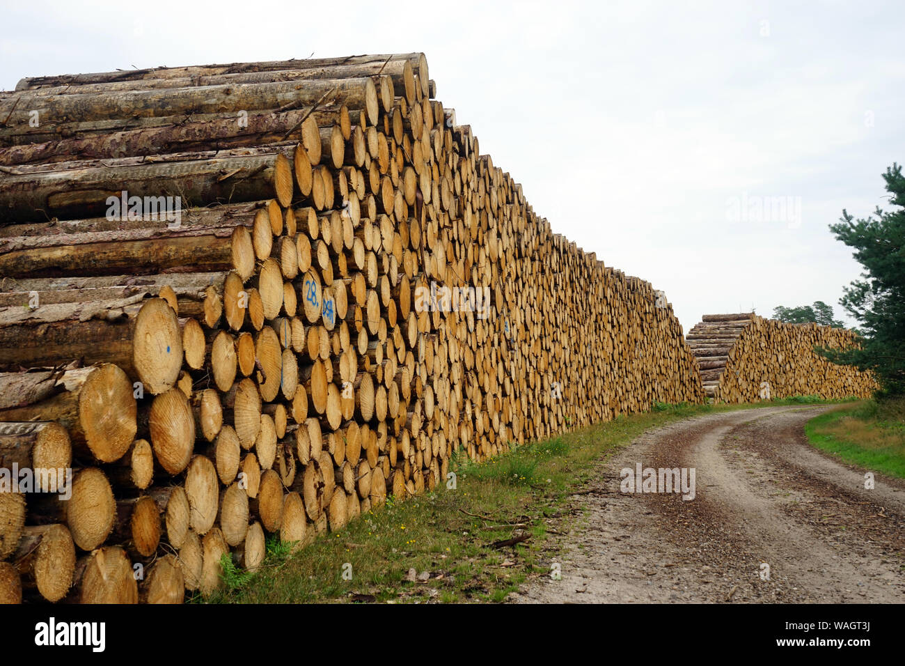 Tas de bois près de la voie au Danemark Banque D'Images